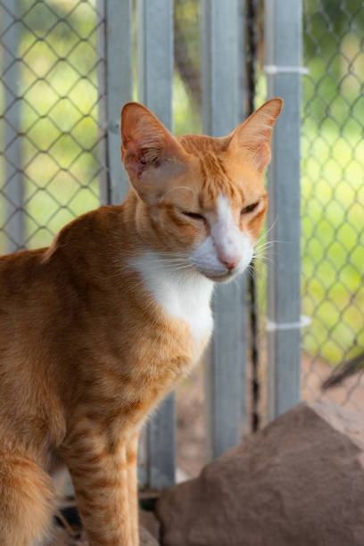 istock Vertical shot of a sleepy ginger cat at a barn 1459339889