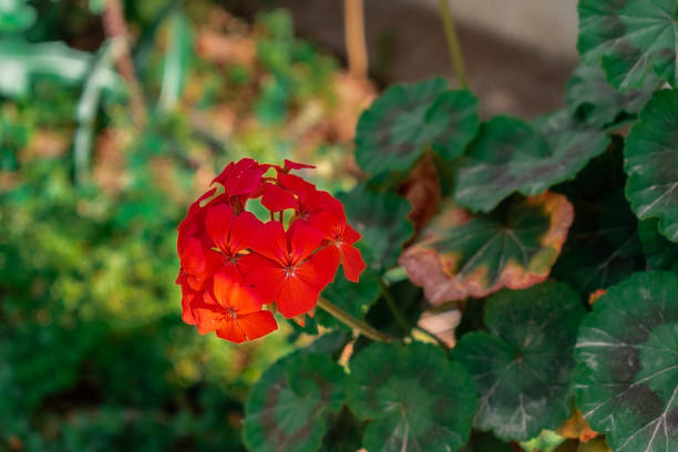istock Lush geranium inflorescences in the garden. 1459340082