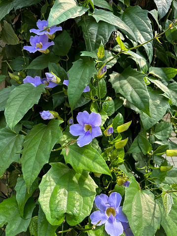 Vinca major, also called bigleaf periwinkle, large periwinkle and blue periwinkle, is a species of flowering plant in the family Apocynaceae. It is an evergreen perennial, frequently used in cultivation as groundcover.