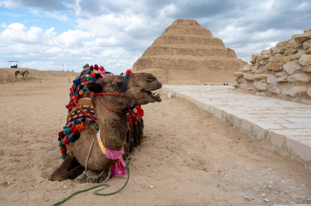 djoser step pyramid and camel, saqqara, egypt - egypt camel pyramid shape pyramid imagens e fotografias de stock