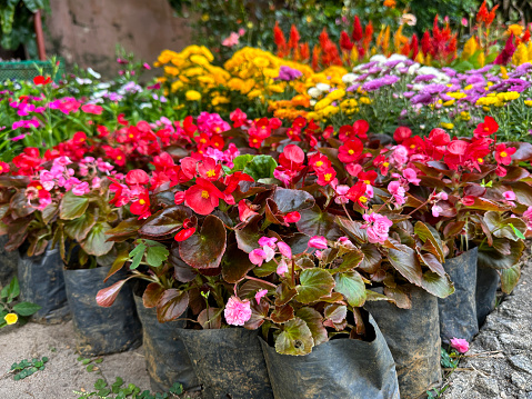 Close-up image of flowering, annual, summer bedding flowers in plastic pots on patio area, multi-coloured begonias and chrysanthemum, yellow, pink, red flowers, focus on foreground