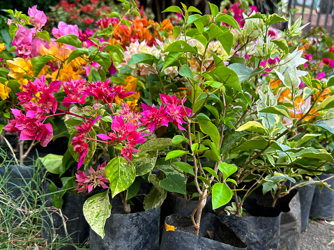 Stock photo showing close-up view of some multi-coloured bougainvillea at a garden centre, being sold with roots potted in black plastic. These exotic bougainvillea flowers and colourful bracts are popular in the garden, often being grown as summer climbing plants / ornamental vines or flowering houseplants, in tropical hanging baskets or as patio pot plants.