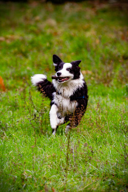 istock Border Collie dog having fun on the meadow 1459342009