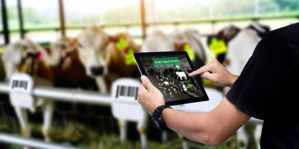 Smart Agritech livestock farming. stock photo stock photo