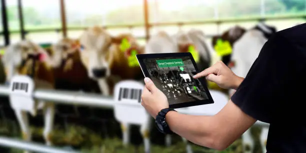 Photo of Smart Agritech livestock farming. stock photo