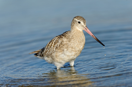 bar-tailed godwit (Limosa lapponica)