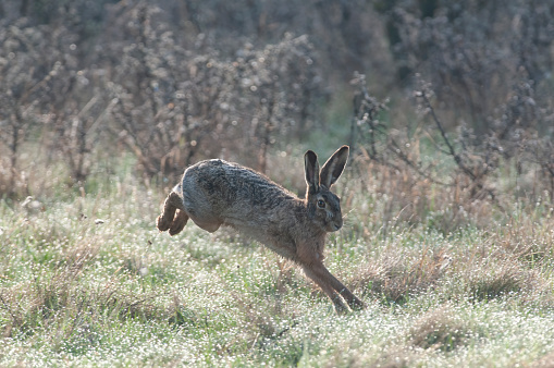 Portrait of an european hare (Lepus europaeus).