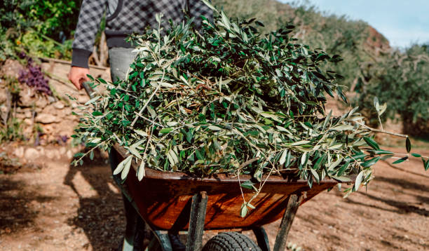 istock man pushes a wheelbarrow full of olive branches 1459343497