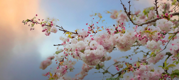 Banner sunset scene with  bouquet cherry tree blossom flowers blooming in spring or Sakura flower in the nature garden on white background