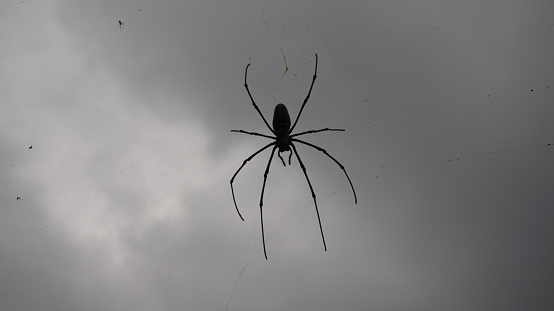 Backlit silhouette of a big spider against out of focus vegetation in the background.