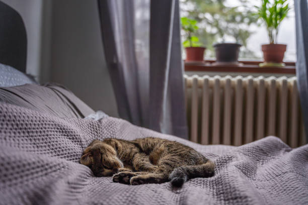 istock Gray cozy sleeping cat on a bed in a room with a window and a radiator 1459345043