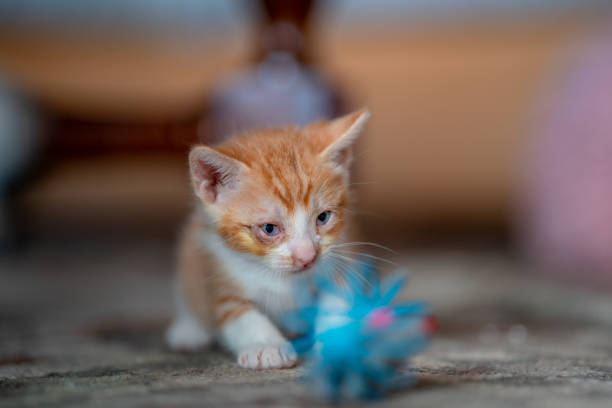 brown and white kitty at home
