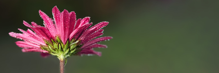 Extreme macro close up depicting pink and white striped Chrysanthemum flowers in full bloom with a defocused bokeh background. Tiny water drops glisten on the flower's fragile petals. Room for copy space.