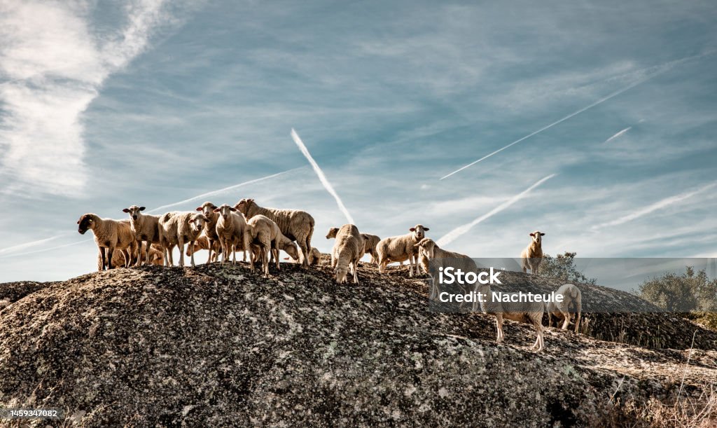 Nature animals pastures and agriculture landscapes in spain flock of sheep climbing on rocks in extremadura on dehesas countryside Agriculture Stock Photo