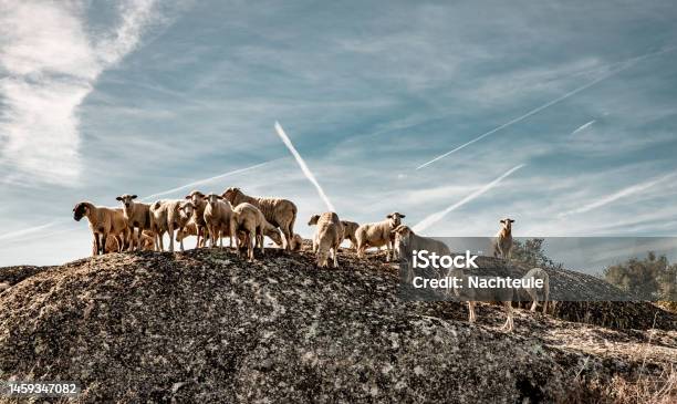 Nature Animals Pastures And Agriculture Landscapes In Spain Stock Photo - Download Image Now