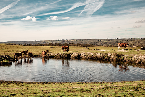 cows grazing at the cattle trough in Extremadura dehesas