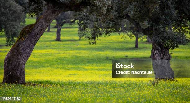 Typical Landscape In The Alentejo Oak Forests And Colorful Meadows Stock Photo - Download Image Now