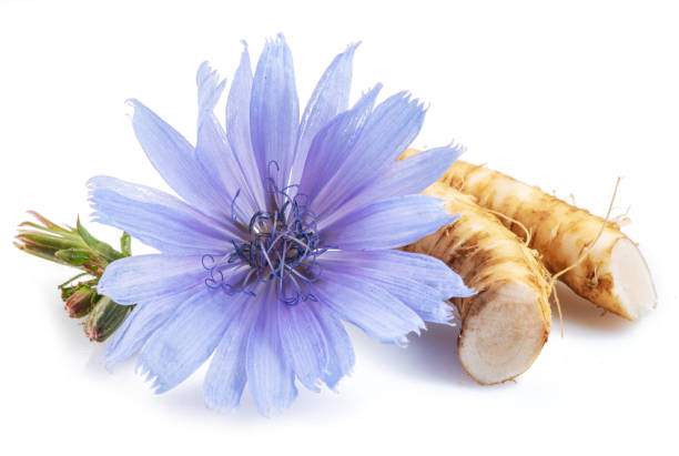 istock Chicory flowers and roots close up on the white background. 1459347212