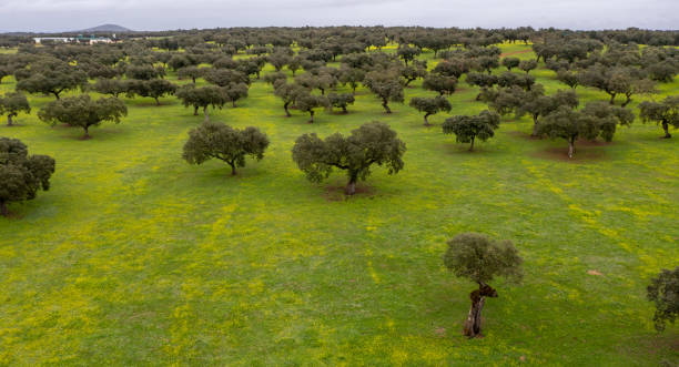 drohnenansicht der industriellen landwirtschaft in spanien - quercus ilex stock-fotos und bilder