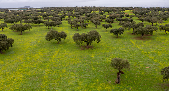 Aerial view of Holm oak trees landscape extremadura dehesas