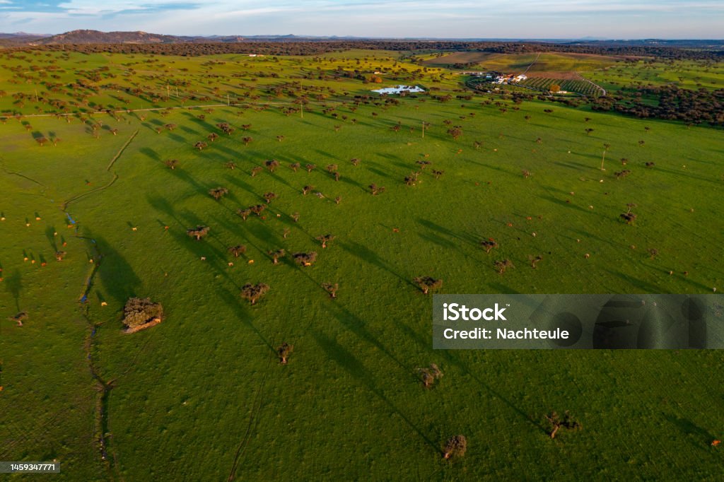 drone view of industrial agriculture landscape in Portugal Alentejo Aerial view of the countryside of the Alentejos Farm Ranches Aerial View Stock Photo