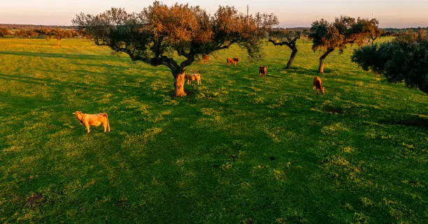 Aerial view of Holm oaks and green pastures in the Alentejo at Sunset
