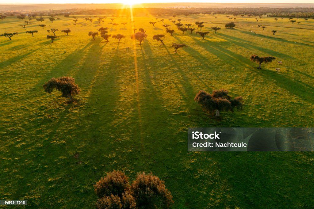 drone view of industrial agriculture landscape in Portugal Alentejo Aerial view of the countryside of the Alentejos Farm Ranches at Sunset Aerial View Stock Photo