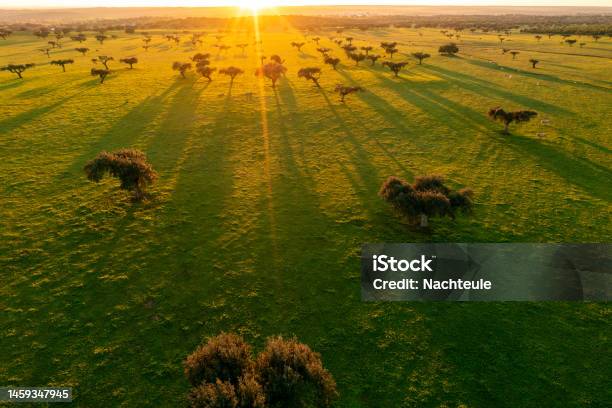 Drone View Of Industrial Agriculture Landscape In Portugal Alentejo Stock Photo - Download Image Now