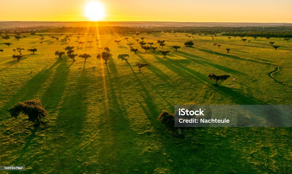 drone view of industrial agriculture landscape in Portugal Alentejo Aerial view of the countryside of the Alentejos Farm Ranches at Sunset Aerial View Stock Photo