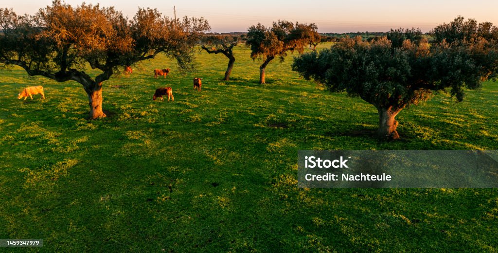 drone view of industrial agriculture landscape in Portugal Alentejo Aerial view of Holm oaks and green pastures in the Alentejo at Sunset Aerial View Stock Photo