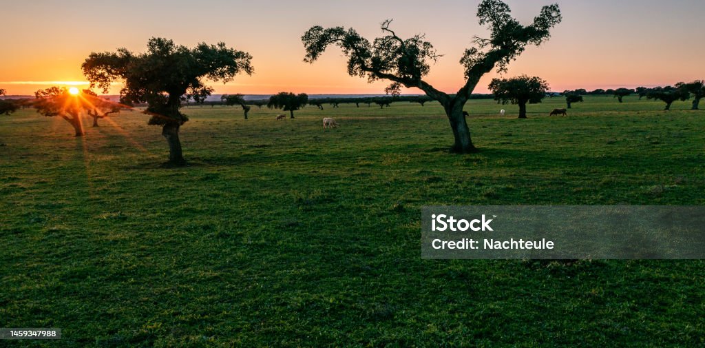 drone view of industrial agriculture landscape in Portugal Alentejo Aerial view of Holm oaks and green pastures in the Alentejo at Sunset Aerial View Stock Photo
