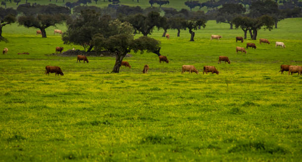 Typical landscape in the Alentejo Grazing animals and oak forests stock photo