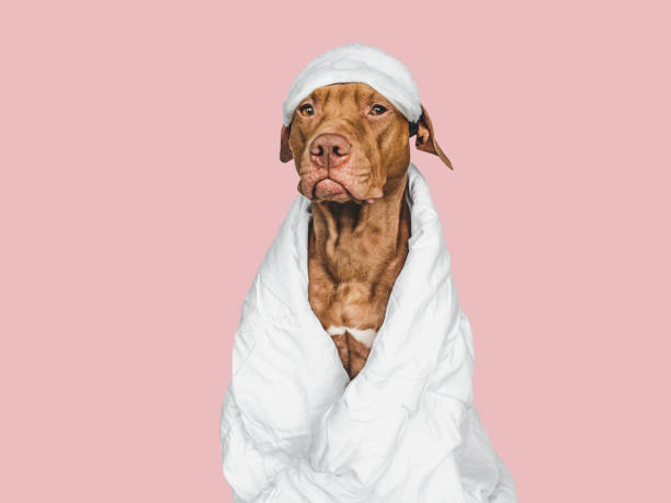 istock Lovable, pretty puppy and sleep mask. Closeup 1459348868