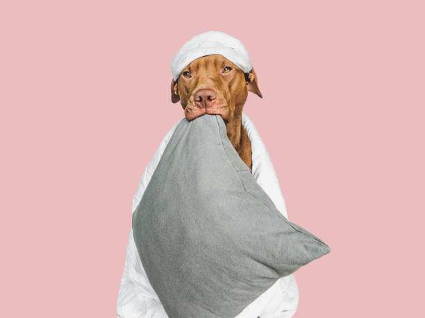 istock Lovable, pretty puppy, pillow and sleep mask 1459348961