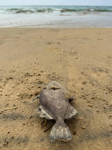 Image of dead grey triggerfish (Balistes capriscus) washed up on Indian beach sand by sea, low tide, water breaking in background, focus on foreground Stock photo showing a grey triggerfish (Balistes capriscus) left to die on a beach by fisherman who accidentally caught it in their lobster nets and tossed it away as it was surplus to their requirements. indian triggerfish or melichthys indicus stock pictures, royalty-free photos & images