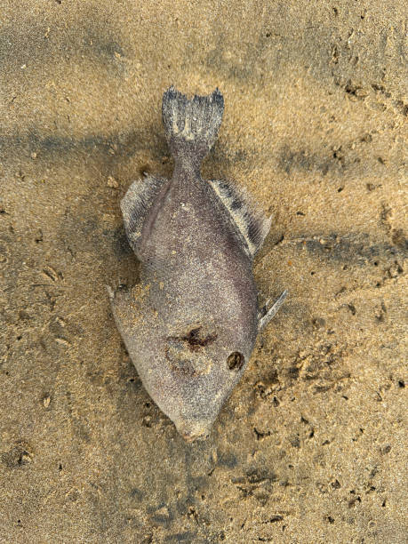 Close-up image of dead grey triggerfish (Balistes capriscus) washed up on Indian beach sand by sea, low tide, elevated view Stock photo showing a grey triggerfish (Balistes capriscus) left to die on a beach by fisherman who accidentally caught it in their lobster nets and tossed it away as it was surplus to their requirements. indian triggerfish or melichthys indicus stock pictures, royalty-free photos & images