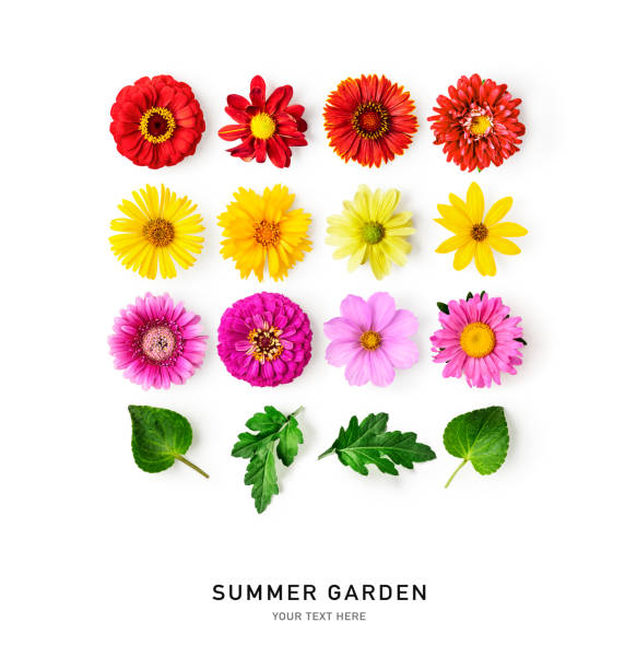 istock Daisy summer flowers and leaves on white background 1459351314