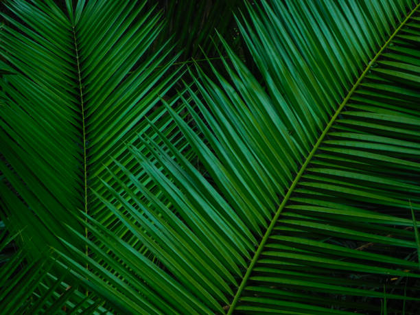 istock Green Palm Leaves 1459351408
