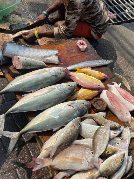 istock Image of unrecognisable vendor crouching to removing fins from fish using sharp blade, descaling besides rows of blue runner (Caranx crysos), snapper and sardines at seafood market, preparing fish to eat, elevated view, focus on foreground 1459351410