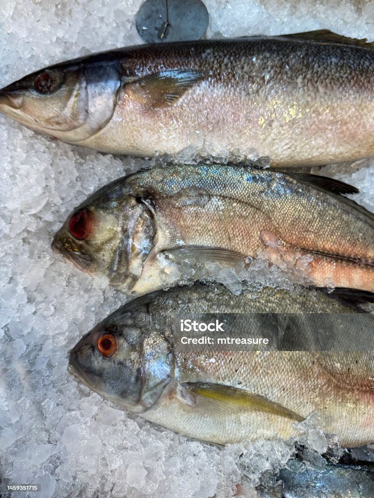 Close-up image of three fresh caught bigeye trevally (Caranx sexfasciatus), fish displayed in row on crushed ice in fish market fishmonger display, elevated view Stock photo showing close-up, elevated view of a display of seafood with whole freshly caught bigeye trevally (Caranx sexfasciatus) displayed in row on crushed ice at a fish market fishmongers. This species of marine fish is also known as the bigeye jack, dusky jack, great trevally and six-banded trevally. Acid Stock Photo