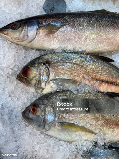 Closeup Image Of Three Fresh Caught Bigeye Trevally Fish Displayed In Row On Crushed Ice In Fish Market Fishmonger Display Elevated View Stock Photo - Download Image Now