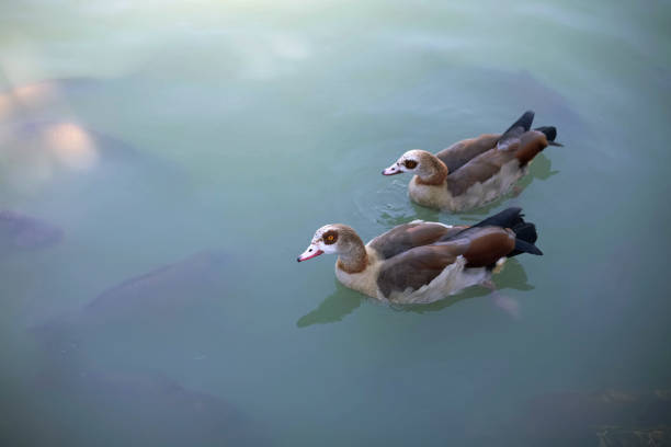 Two Egyptian goose in a pond with fish in the park. Park Buen Retiro. Madrid, Spain.