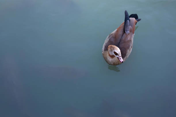 One Egyptian goose in a pond with fish in the park. Park Buen Retiro. Madrid, Spain. Copy space.