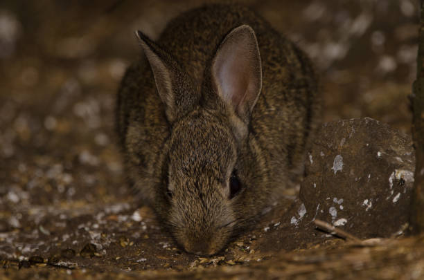 A baby cottontail rabbit in a garden. Shot with a 5D Mark IV.