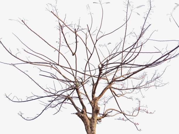 istock Dry twigs of a bare tree 1459354639