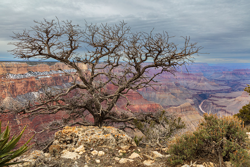 Barren tree at the edge of the South Rim, Grand Canyon National Park. Dark stormy clouds overhead. View of the canyon in the background including the Colorado River.