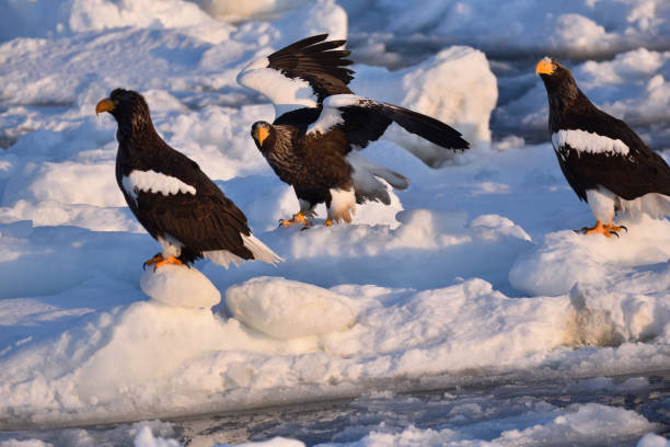 istock Bird watching with floating ices in winter 1459355490
