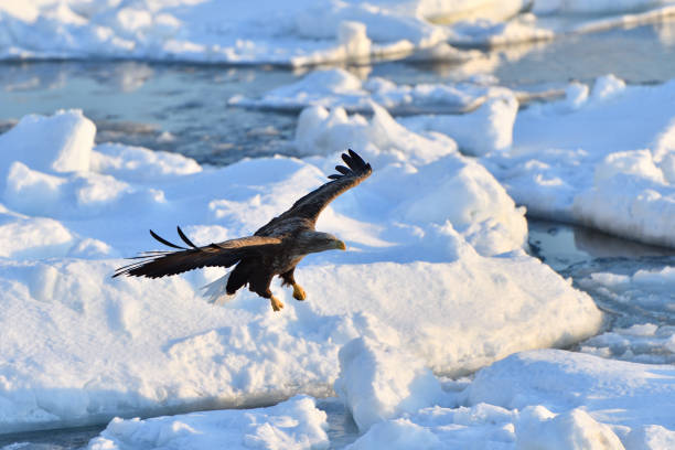 istock Bird watching with floating ices in winter 1459355537