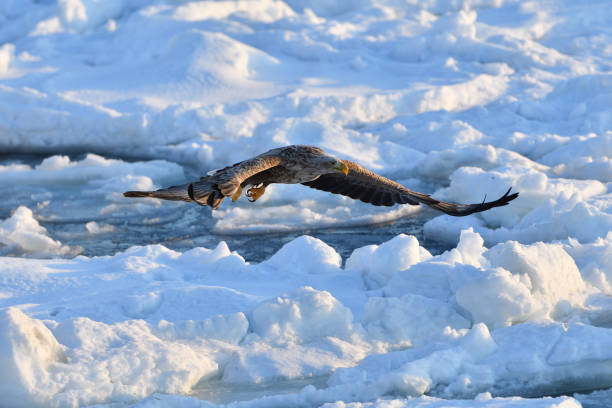 istock Bird watching with floating ices in winter 1459356023