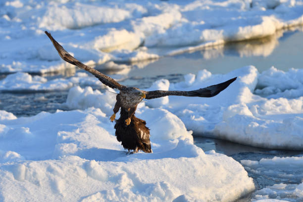 istock Bird watching with floating ices in winter 1459356255